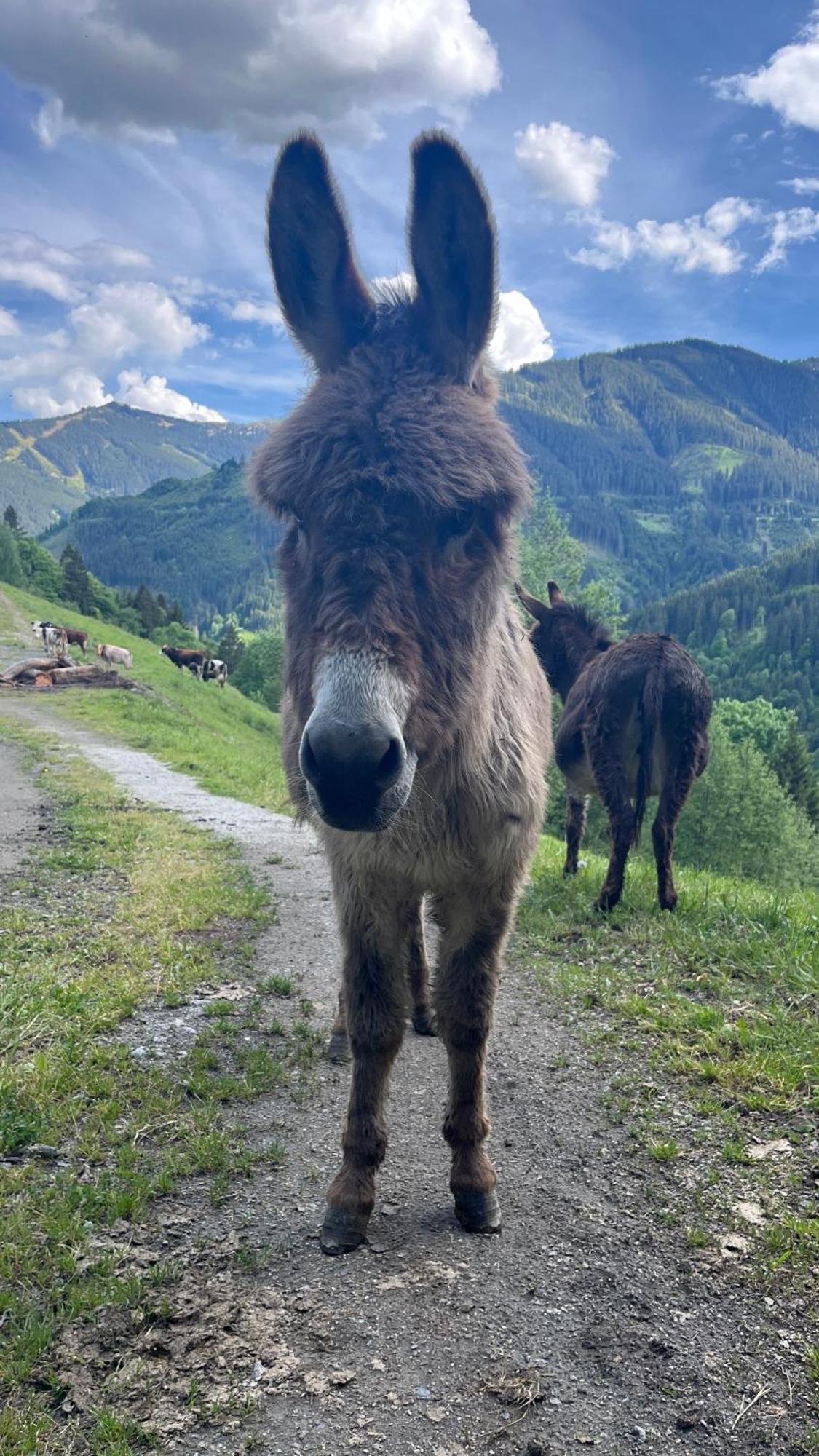 Landhaus Oberzinnegg Saalbach-Hinterglemm Esterno foto