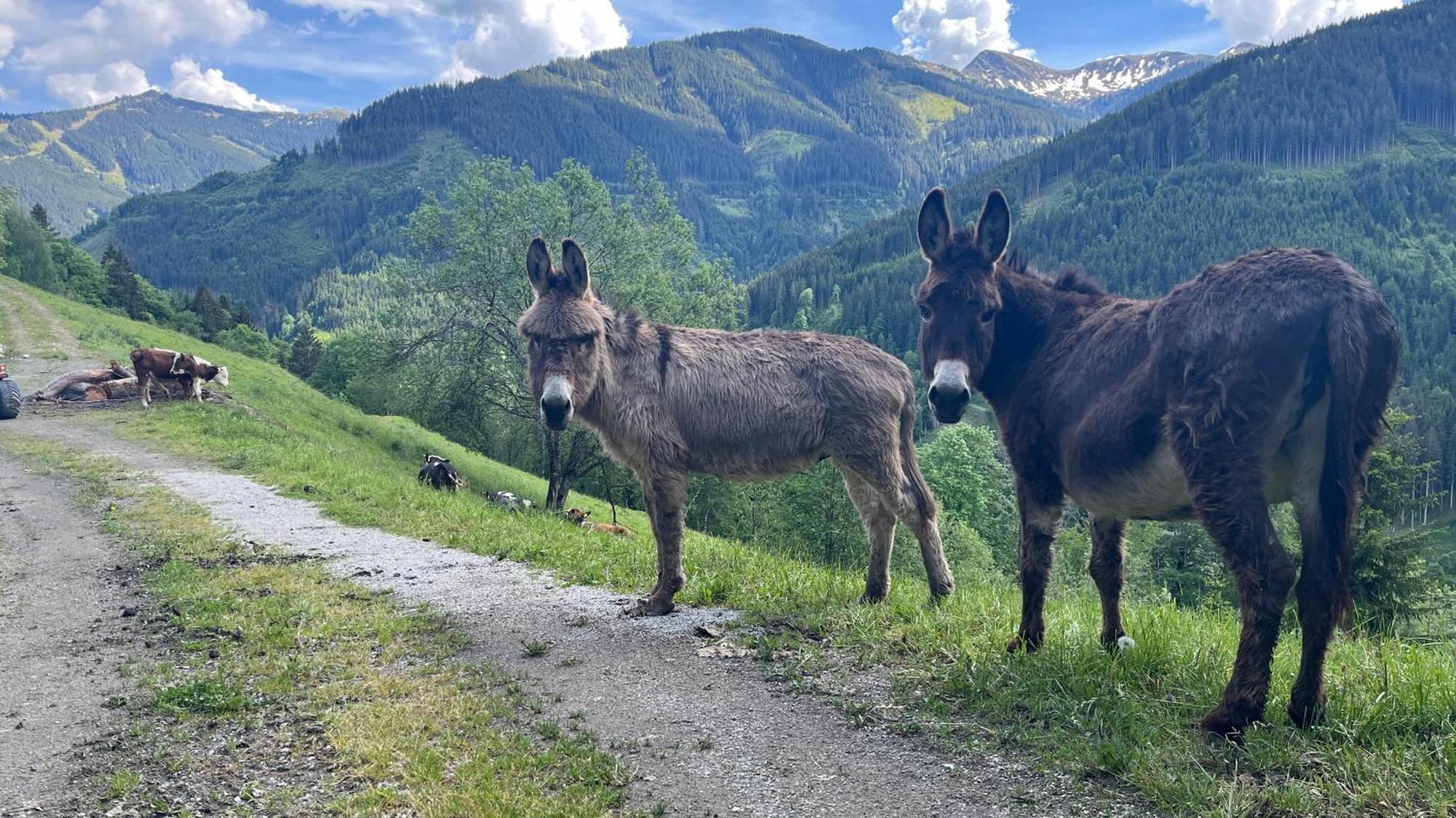 Landhaus Oberzinnegg Saalbach-Hinterglemm Esterno foto